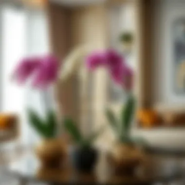 Elegant Interior Design with Orchids Interior design featuring stylish multi-orchid pots enhancing the space