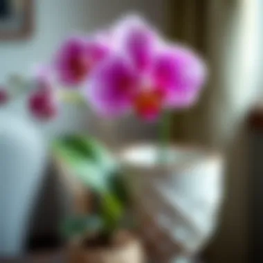 Close-up of a vibrant orchid blooming in a decorative pot